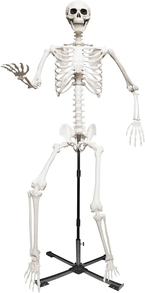 7.9Ft Life-Size Skeleton – Halloween Decoration with Adjustable Stand